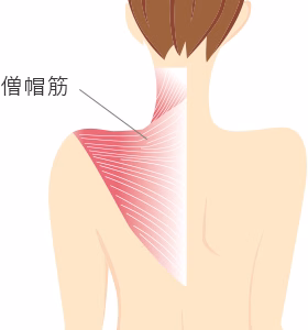 肩ボトックス 僧帽筋の解剖