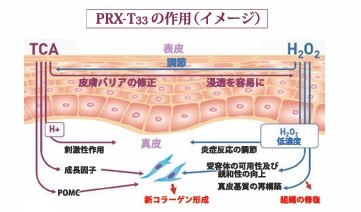 マッサージピールによるコラーゲン生成メカニズム