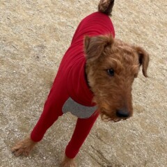 膣ハイフ！ウルトラヴェラ🌸