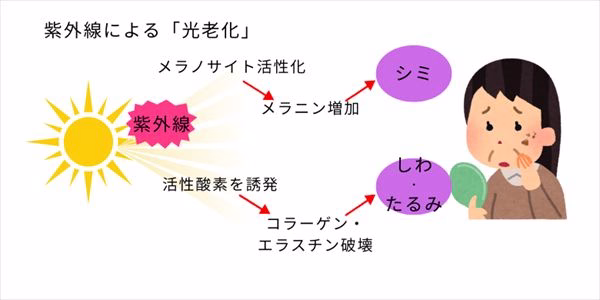 紫外線による老化現象