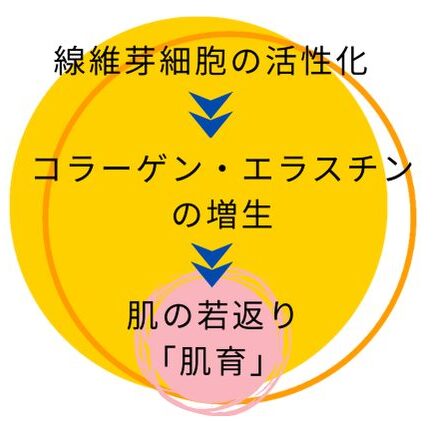 リジュランの肌育作用