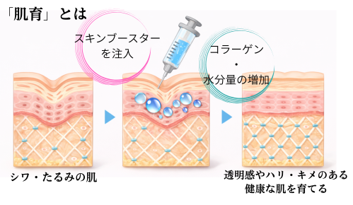 肌育やスキンブースターの働き方
